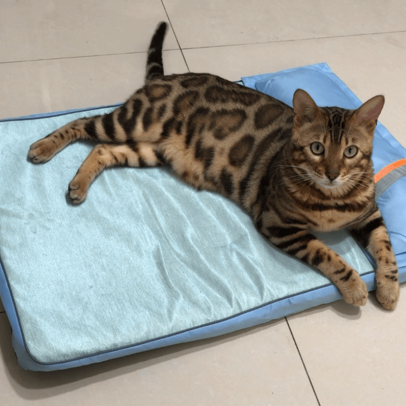 Cat Cooling Bed OEM Manufacturer